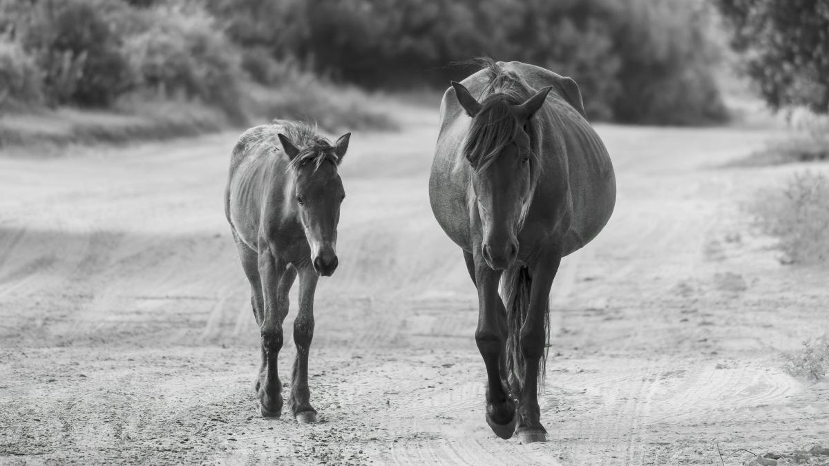 pexels-james-mirakian-774977502-29341629_33738400