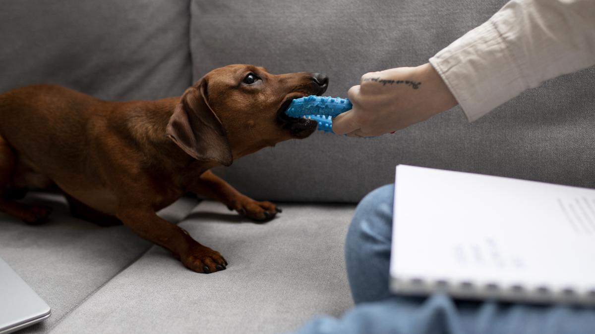 dachshund-dog-caine_85842500