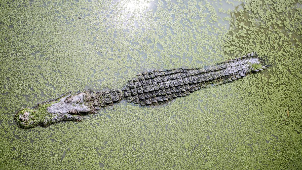crocodil_07431700