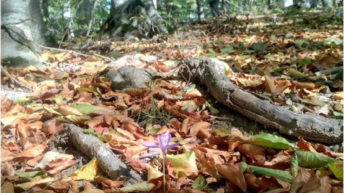 trasee-montane-usoare-unde-se-etaleaza-frumusetea-toamnei_53192700