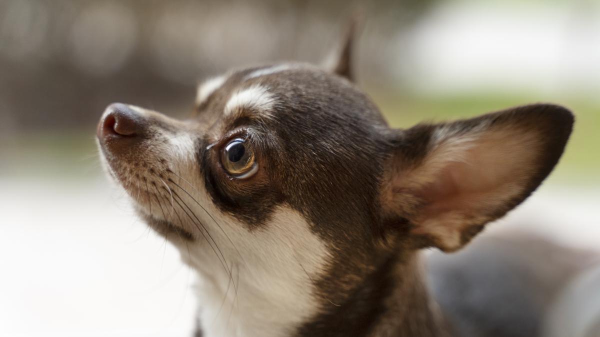 chihuahua-dog-caine_78547700