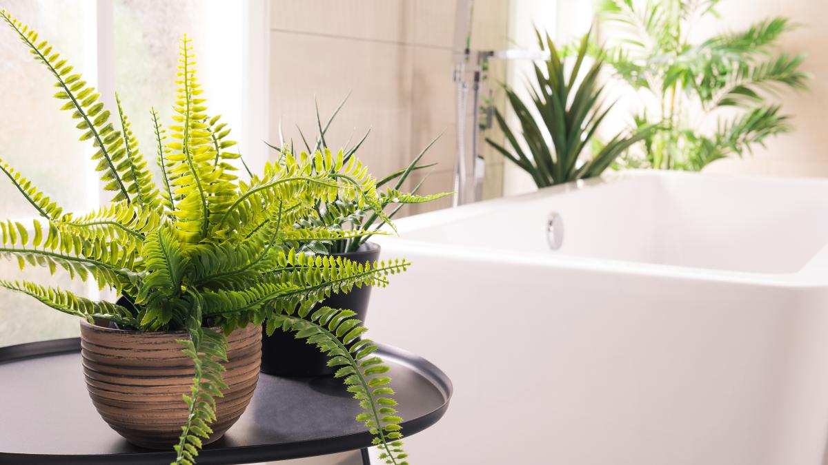 6-plante-de-apartament-care-va-scapa-de-mucegaiul-din-baie-1_45373700