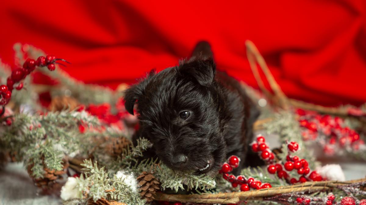 caine-craciun_92724600