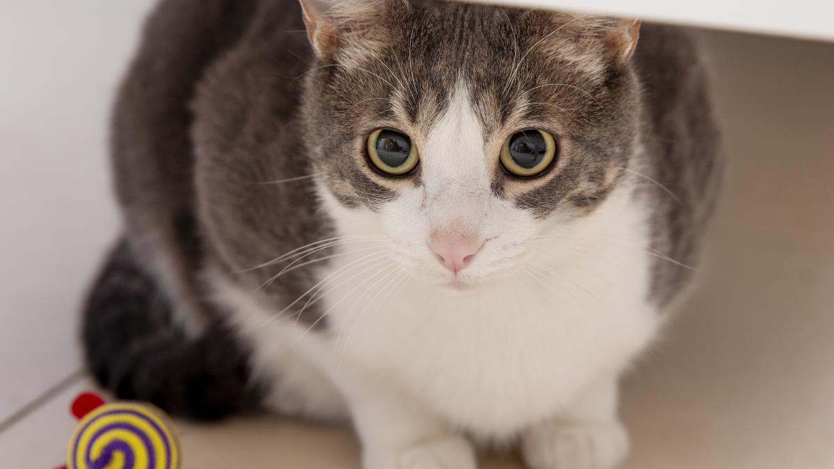 pisica-adorable-domestic-cat_53178500