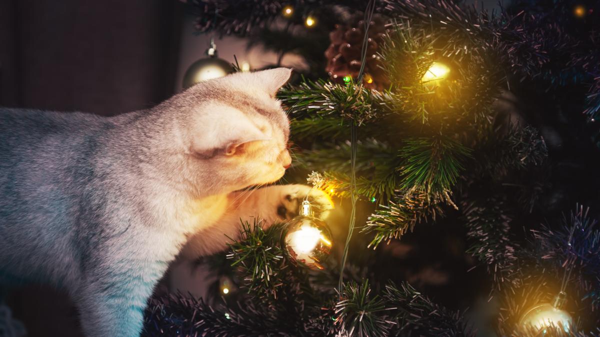 cute-british-silver-cat-pisica-2_03134400