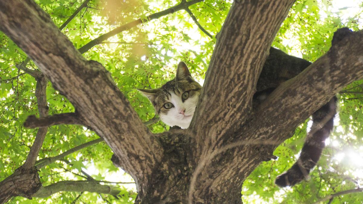 pisica-cat-tree_80422300