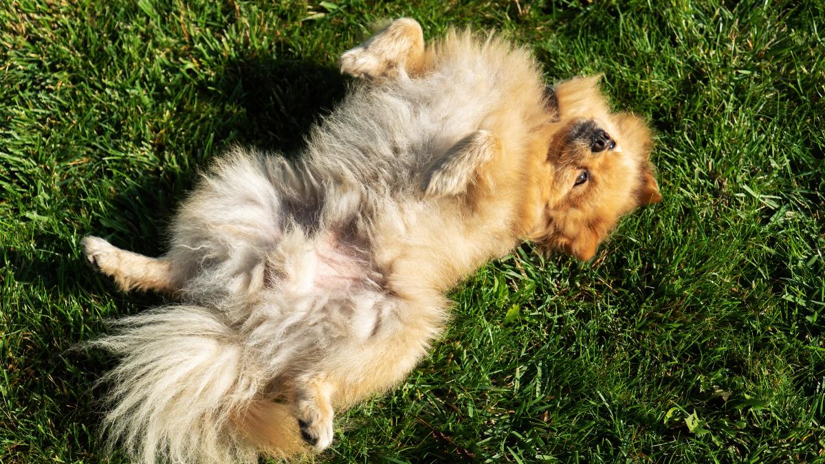 pomeranian-with-yellow-fur-caine_46256400