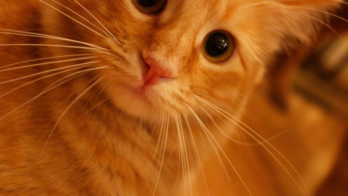 pisica-portocalie_45174300