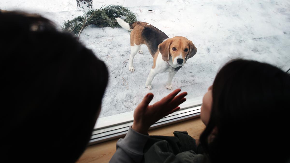 caine-beagle-dog_60621800