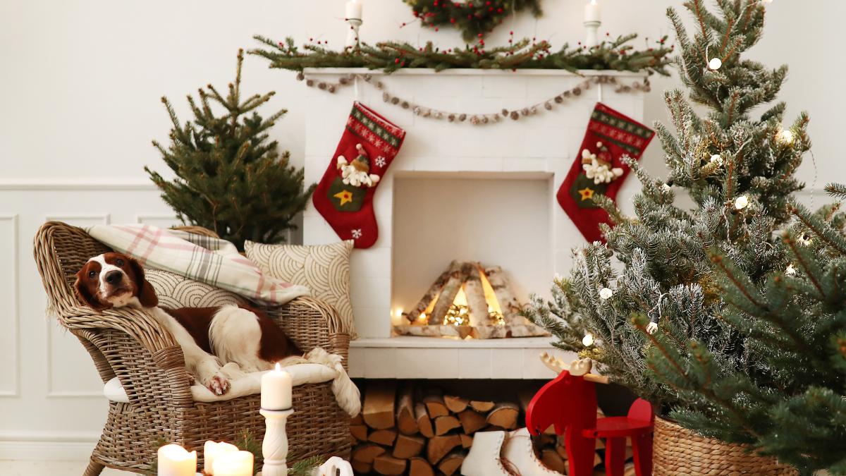 cute-little-dog-christmas-decorated-craciun_92607200