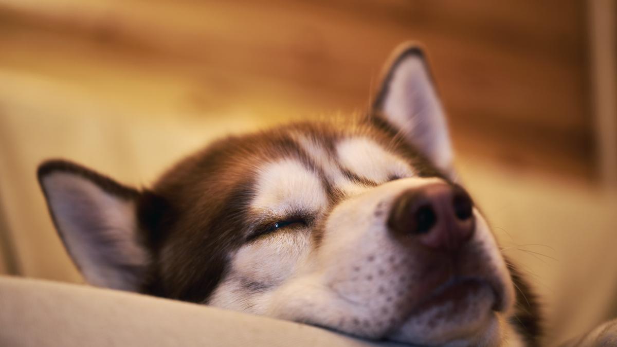 caine-husky-dog-_96826100