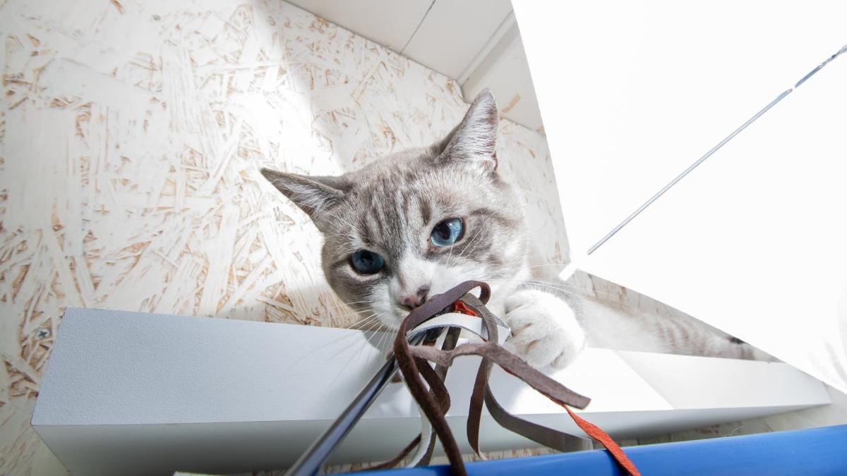 playful-cat-pisica_16544900