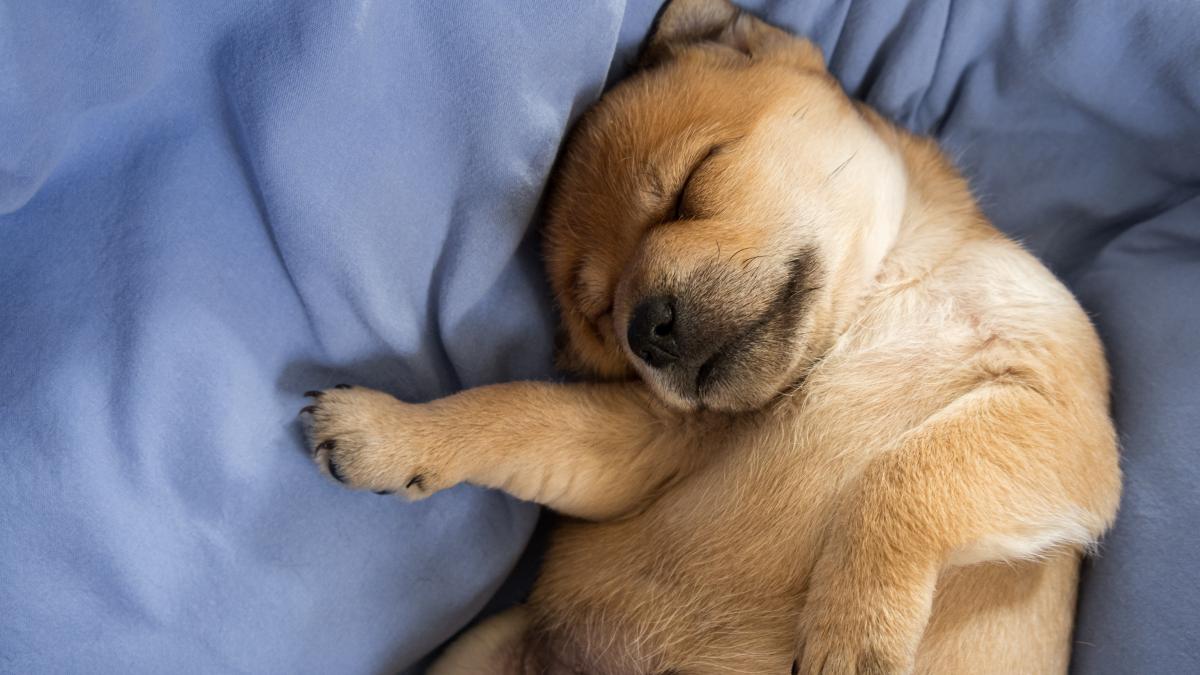 caine-dog--spleeping_18615300