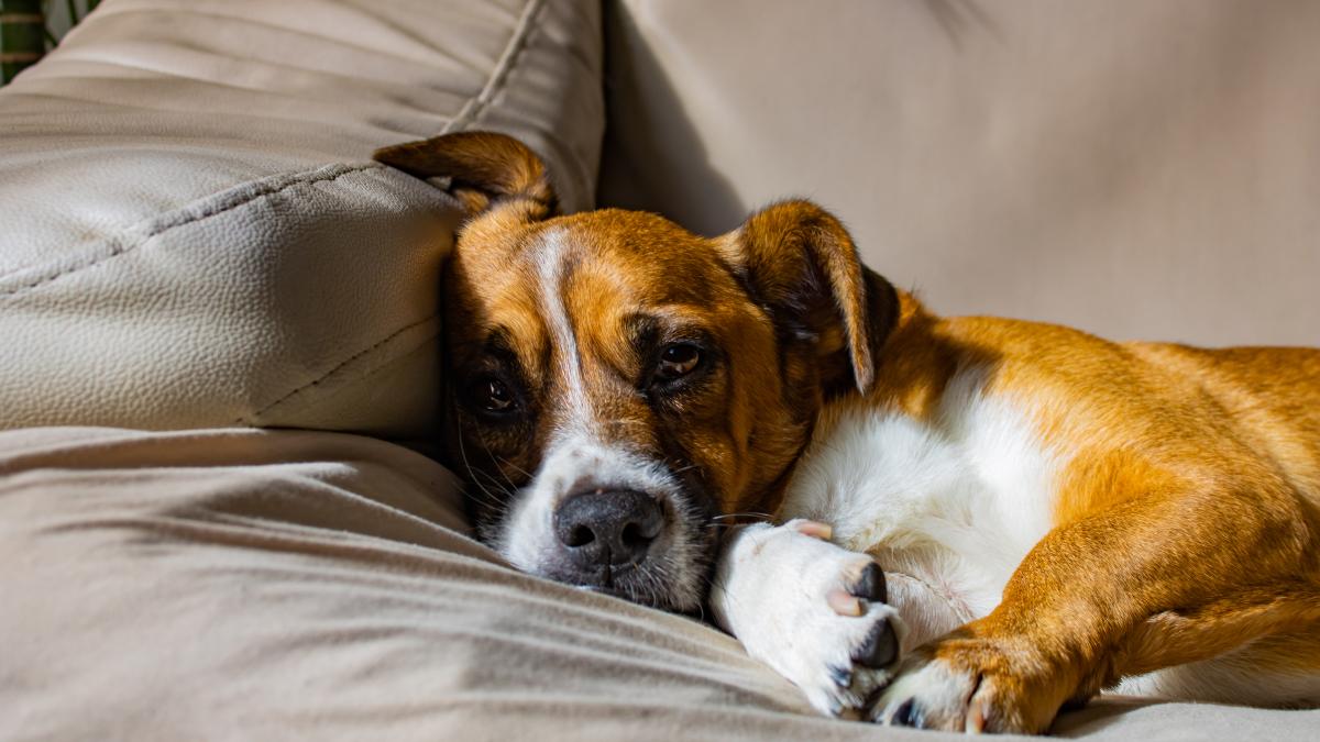 caine-cute-jack-russell-terrier-dog_07717200