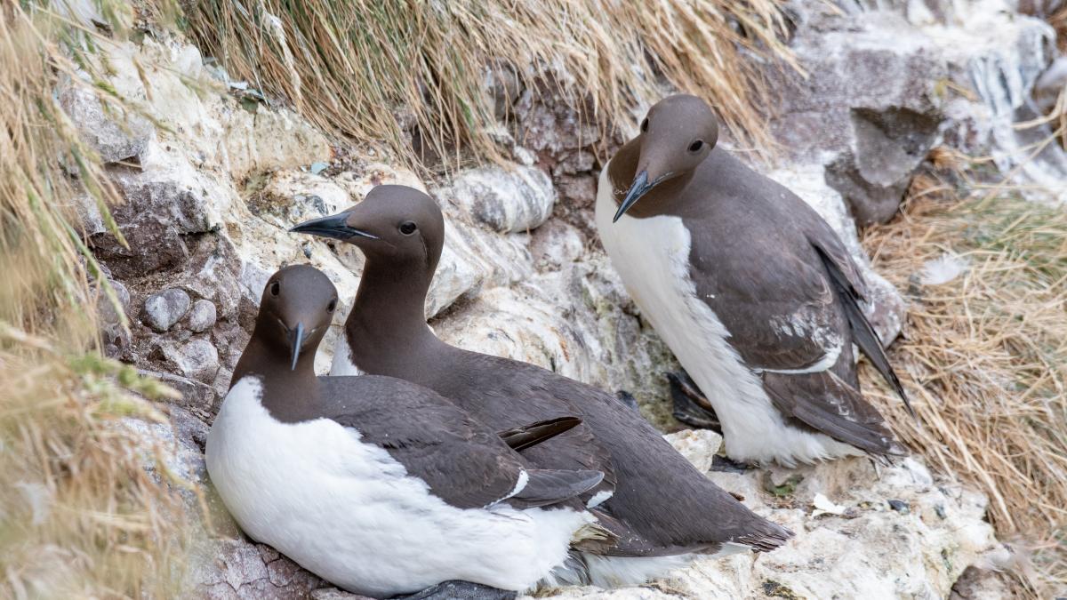 common-murre_76118300