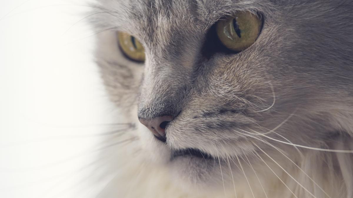 pisica-rea2_33139500