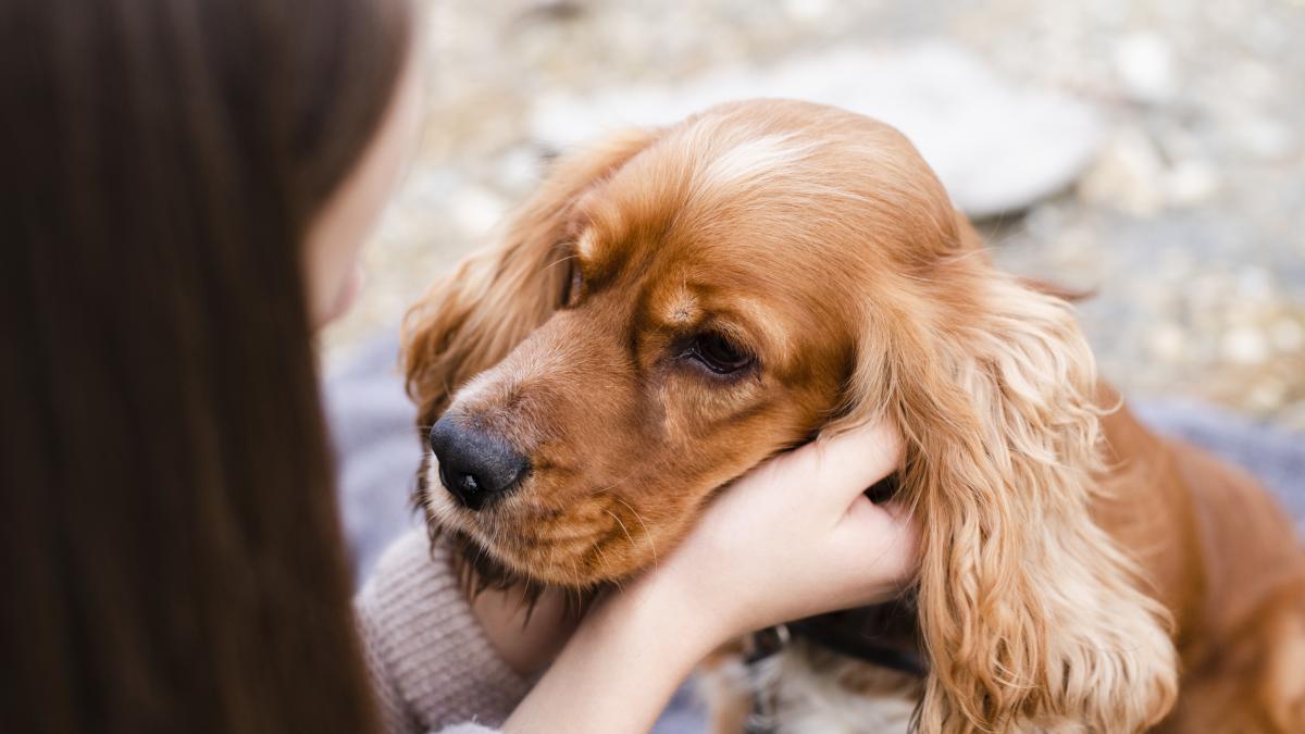 caine-adorable-cocker-spaniel_31098900