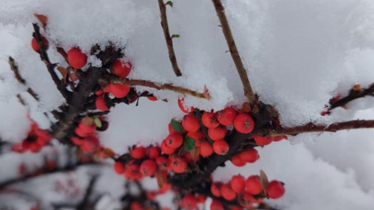 vremea-pana-pe-20-ianuarie-2025--prognoza-anm-pentru-urmatoarele-patru-saptamani_85432000