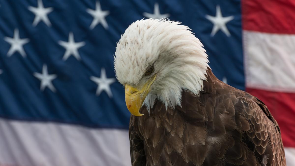 vulturul-cu-cap-alb-2_87316100