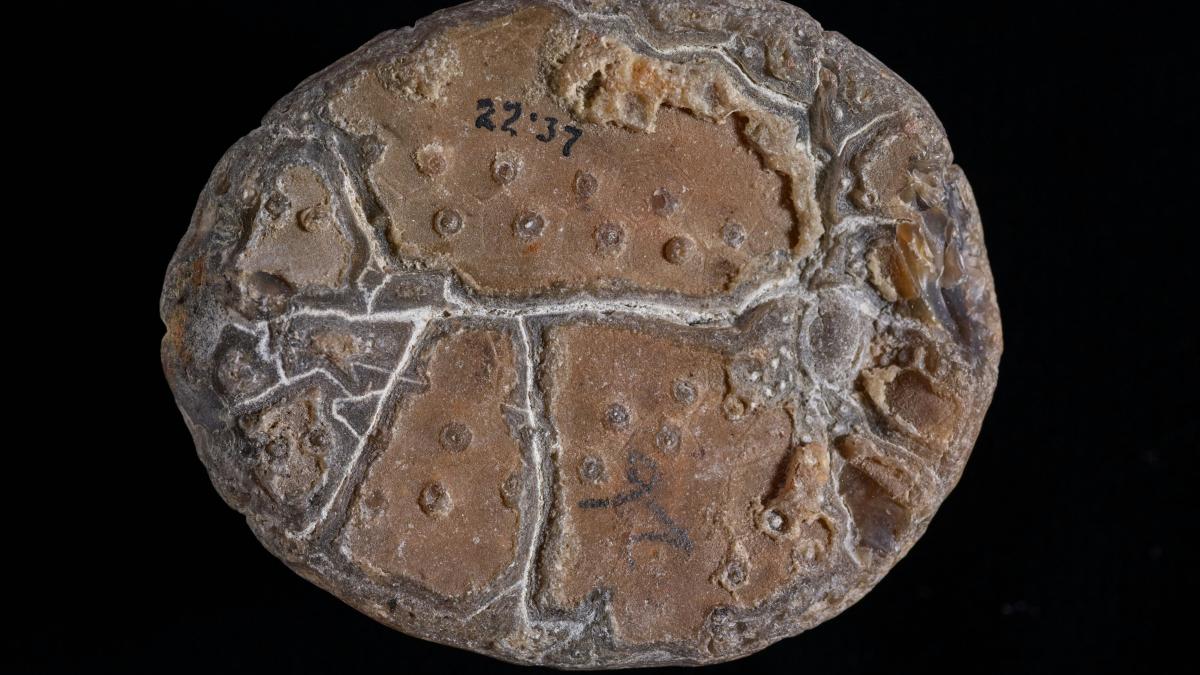 fosila-de-planta-extraterestra_16660100