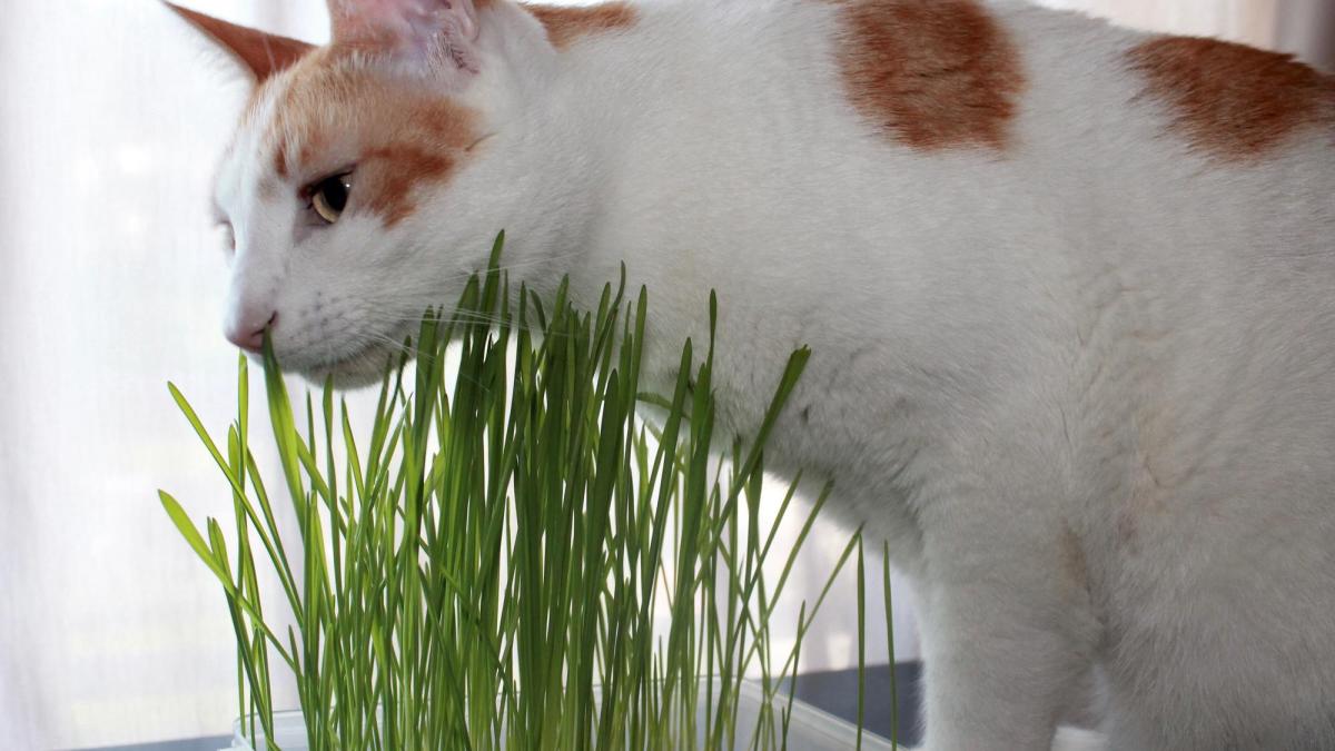 pisica-iarba-matei_34506600