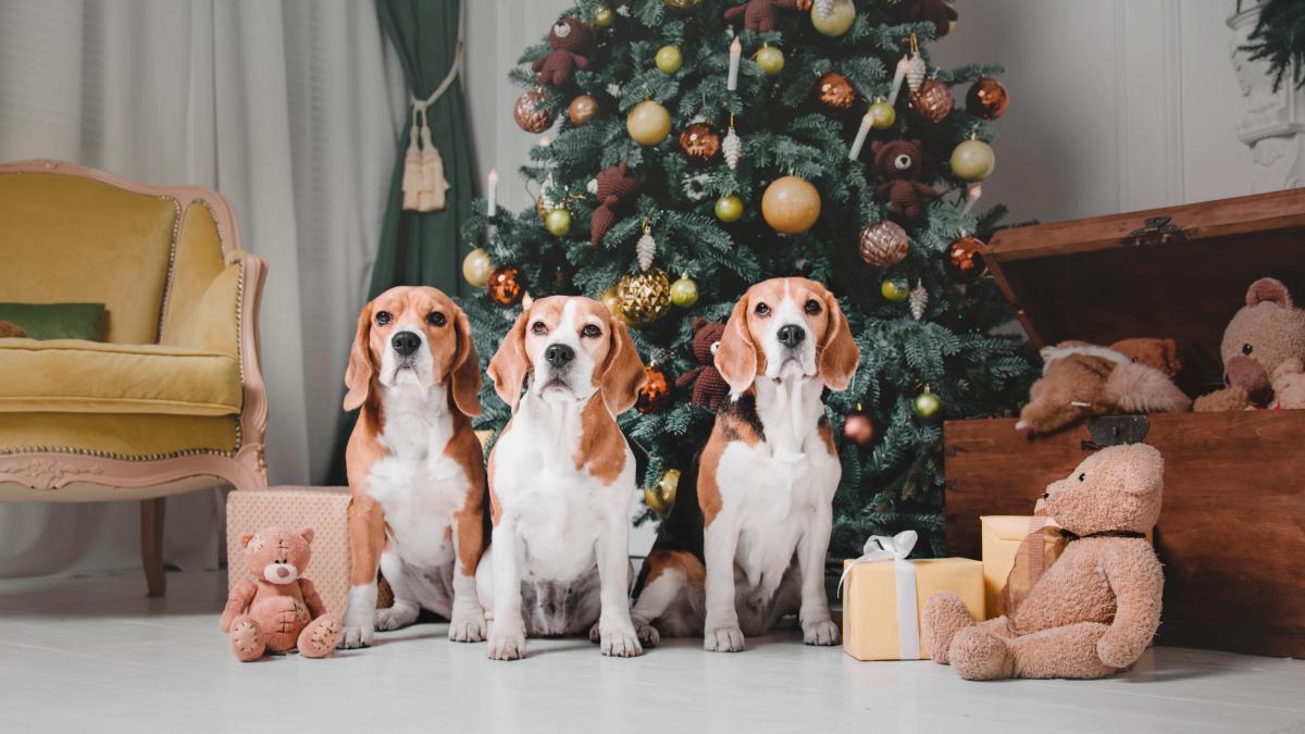 bradul-de-craciun-sigur-pentru-pisica-sau-cainele-tau-cum-sa-il-alegi_99808800