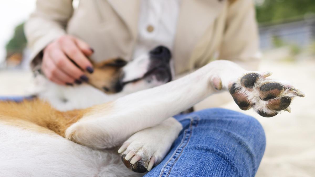 caine---stapan_91811300