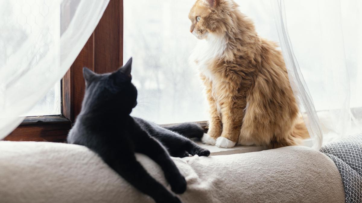 cute-cats-pisica_28283500