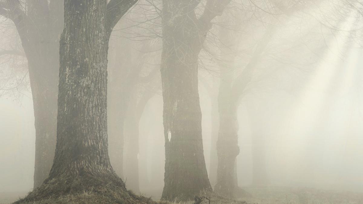 ceata-densa-bojariu_92340800