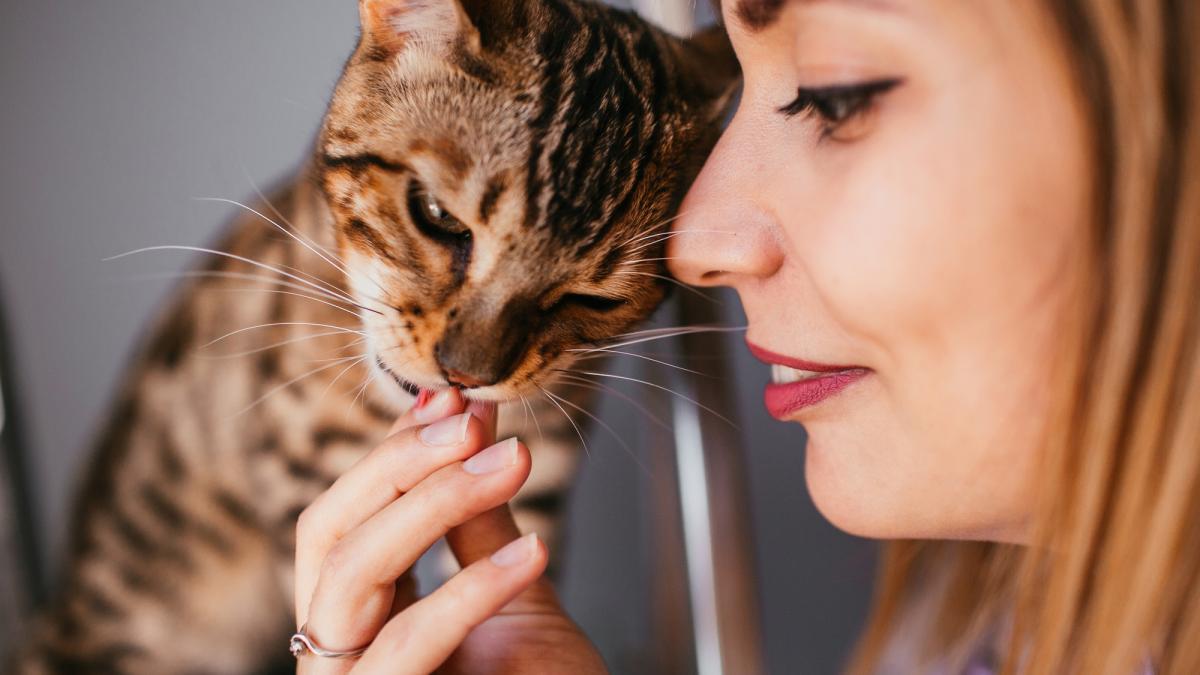 funny-bengal-cat--pisica_65094300