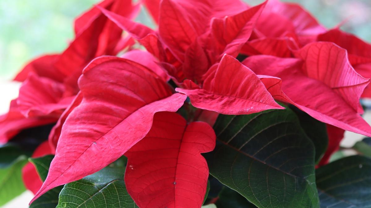 craciunita_pxb_95501400