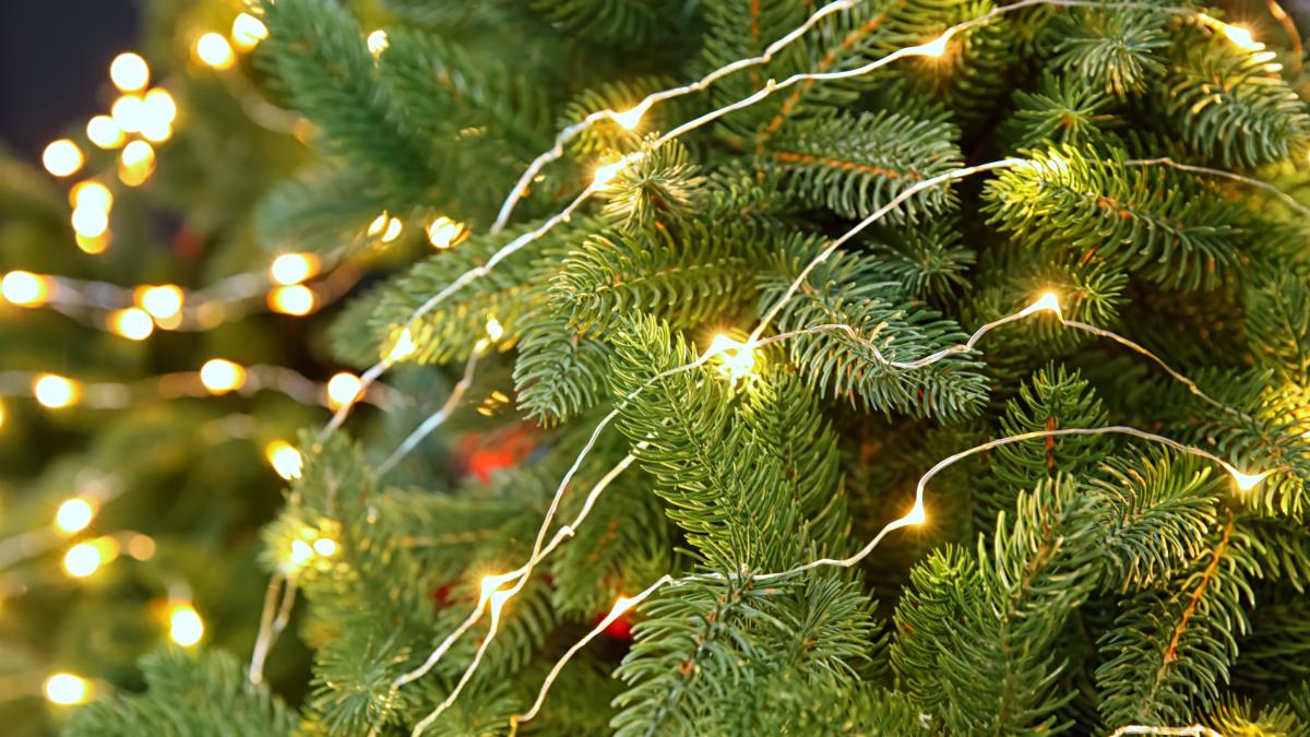 brad-de-craciun_19402600