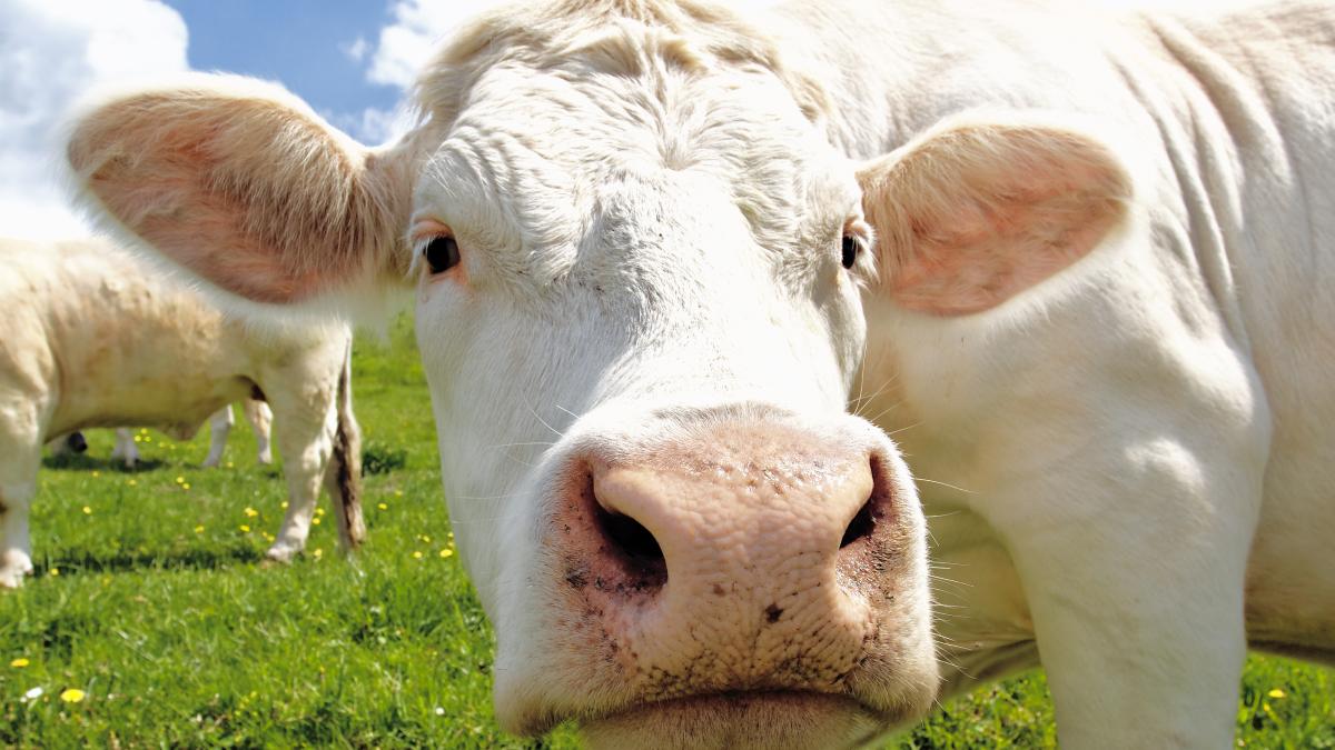 imbratisare-vaci-ferma-anglia_38752800