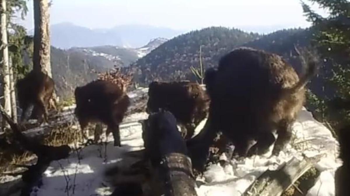 mistreti-romsilva_37817100