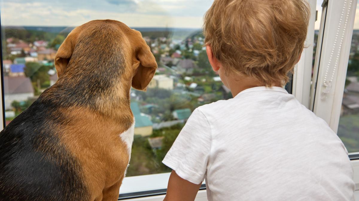 caine-copil_24559400