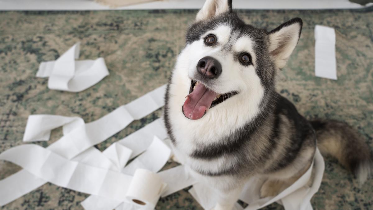 caine-dog-making-mess_24139000