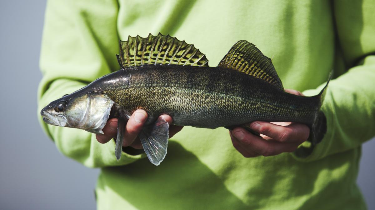 salaul-din-razelm_59708400