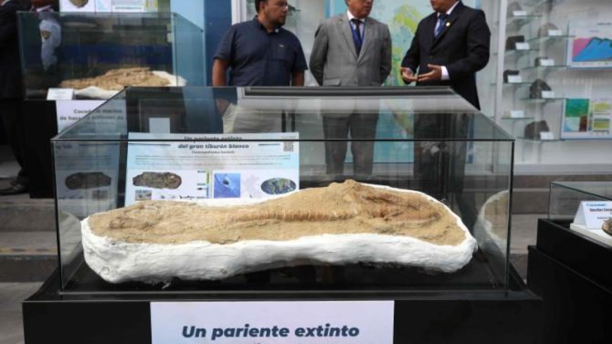 cosmopolitodus-hastalis1_73611500