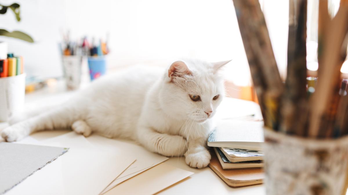 domestic-white-cat-pisica_67962000