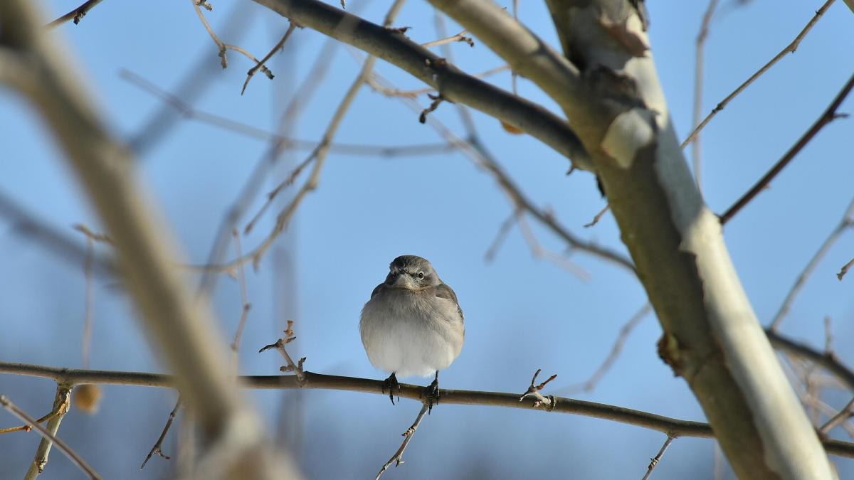 vreme-ianuarie-februarie_76446800
