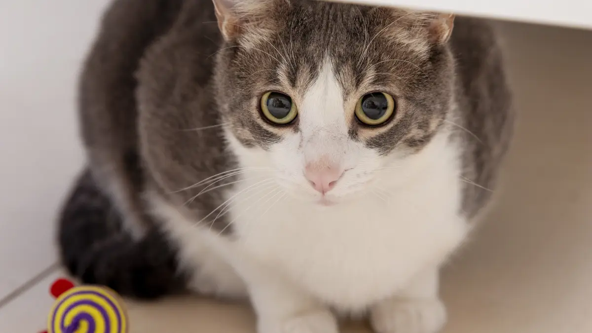 pisica-adorable-domestic-cat_53178500