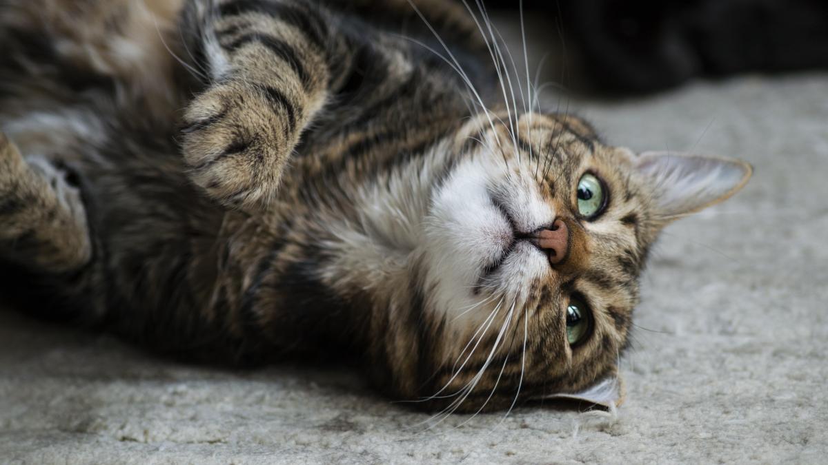 pisica-cat-lying-down_19666900