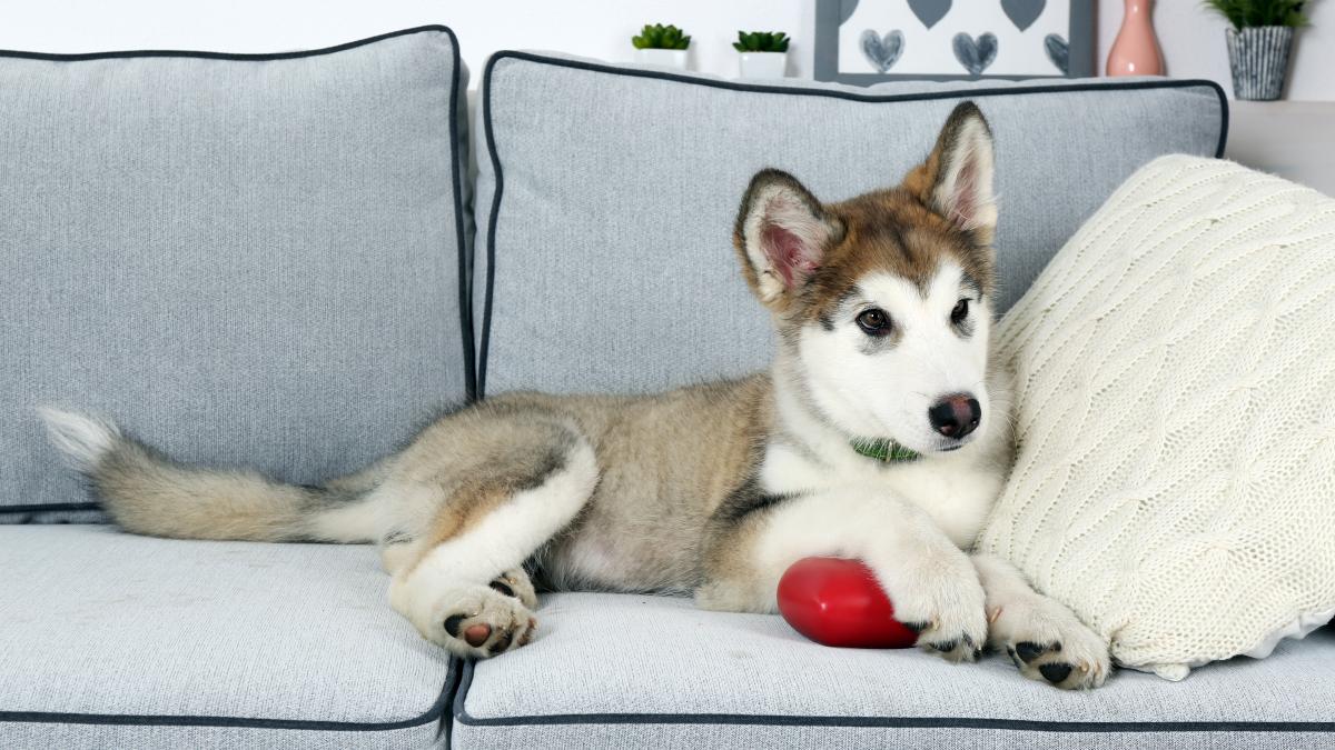 alaskan-malamute---caine_76008300