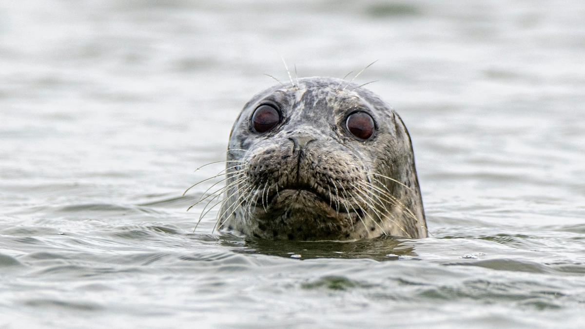 foca-olanda_70559900