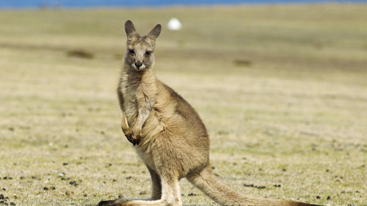 kangaroo-cangur_82004600