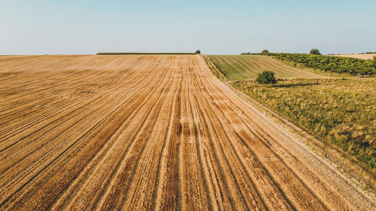 agricultura-camp_81496200