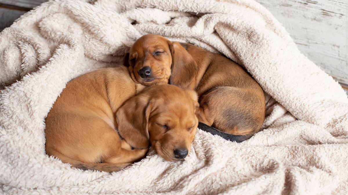 caine-dormind2_00923300