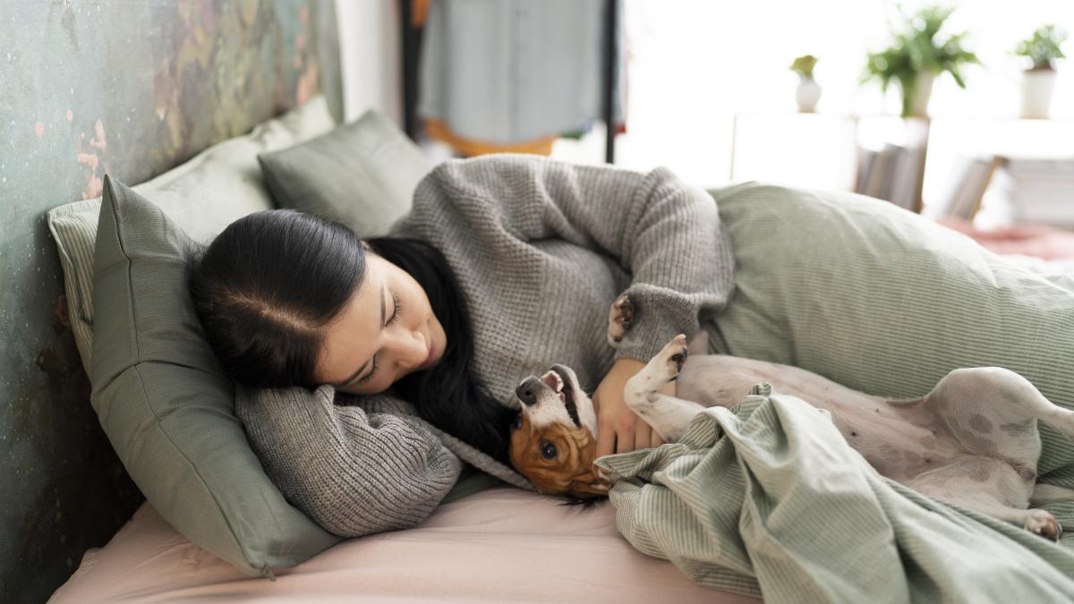 caine-dog-sleeping-in-bed_99611400