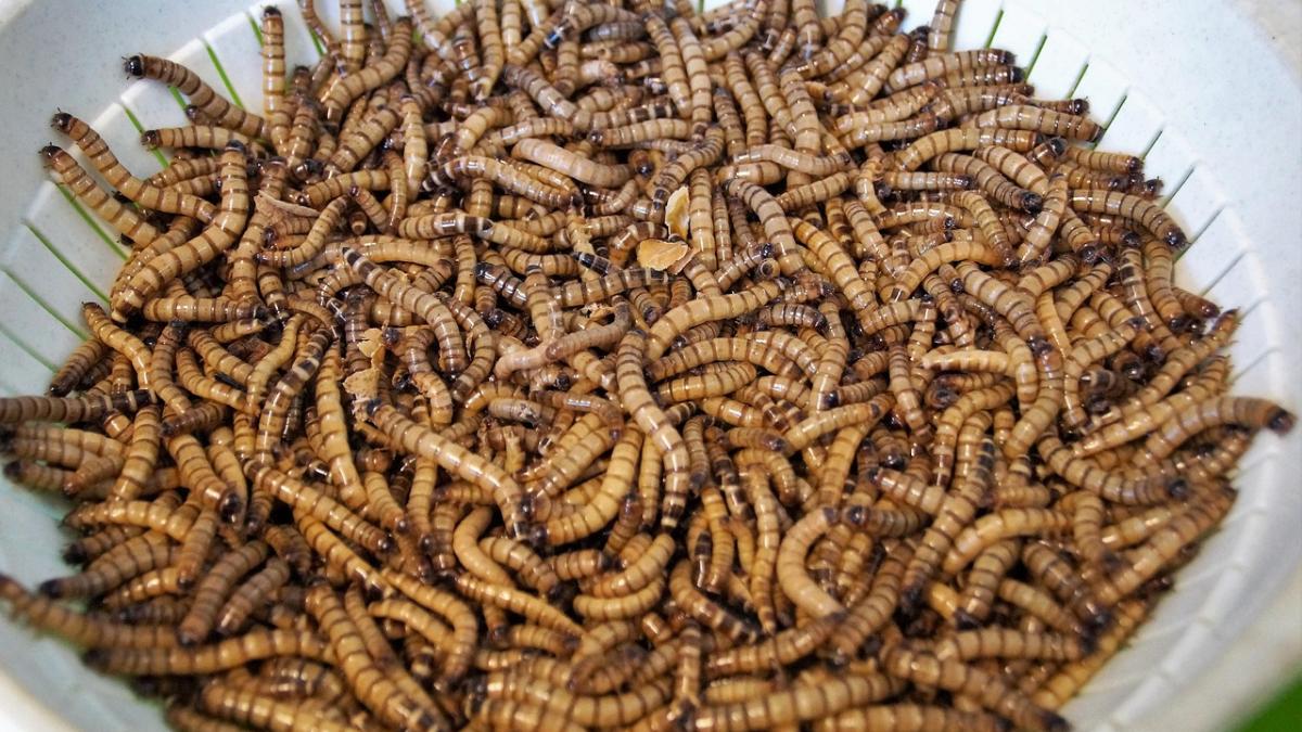 moucni-3985537_1280_13015700