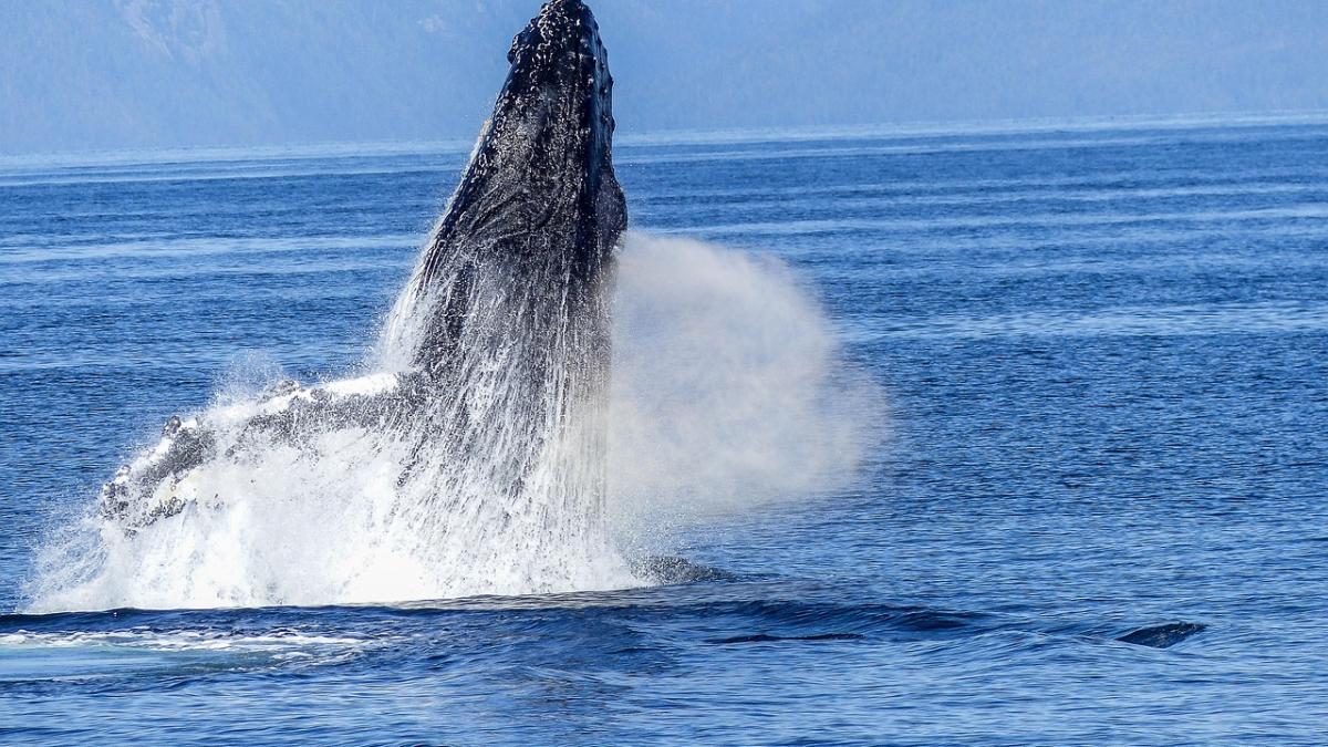 balena-tanar-inghitit_51932200